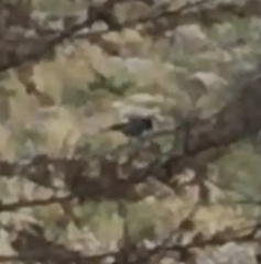 Phoenicurus ochruros gibraltariensis
