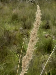 Capeochloa cincta