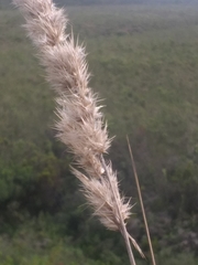 Capeochloa cincta