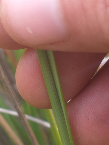 Image of Fynbos Wire Grass (Capeochloa cincta) by (c) kevin koen, some rights reserved (CC BY-SA)