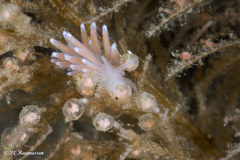 Cuthonella concinna