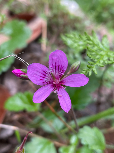 Pelargonium rodneyanum, photograph 6