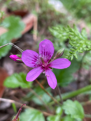 Pelargonium rodneyanum, photograph author not stated, no rights reserved