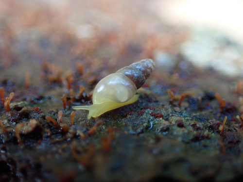 Allopeas clavulinum observed 2026-03-27