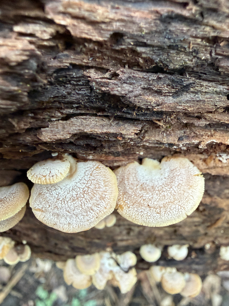 Panellus stipticus · April 2026 · photo: © kefreecomo (iNaturalist, cc-by)
