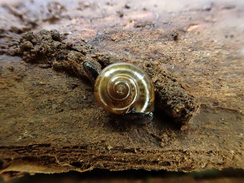 Ovachlamys fulgens observed 2026-03-27