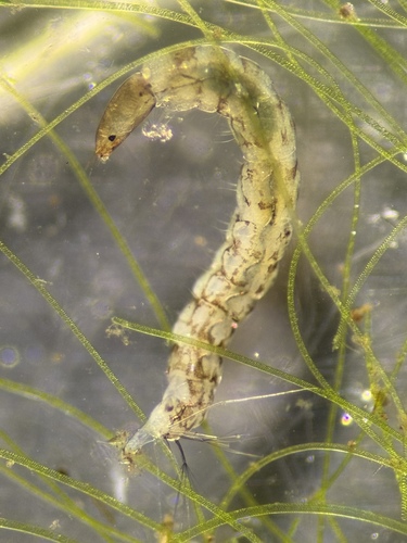 Pentaneura inconspicua