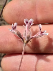 Pelargonium pilosellifolium