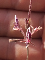 Pelargonium pilosellifolium