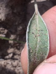 Pelargonium pilosellifolium