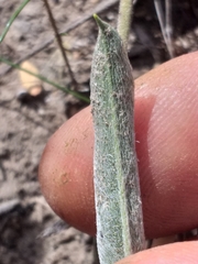 Pelargonium pilosellifolium