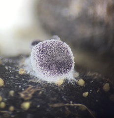 Ascobolus sacchariferus