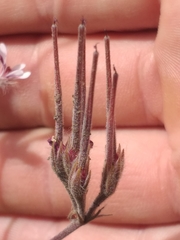 Pelargonium pilosellifolium