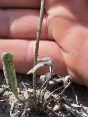 Pelargonium pilosellifolium