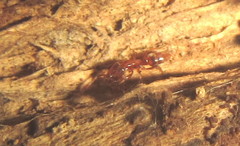 Hypoponera natalensis