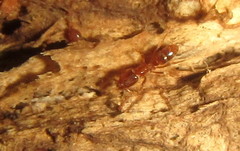 Hypoponera natalensis