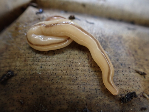 Geonemertes pelaensis observed 2026-03-27