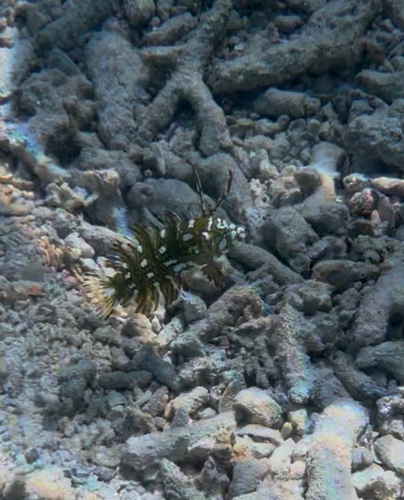 Novaculichthys taeniourus