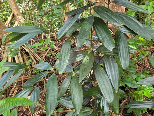 Cinnamomum verum observed 2026-03-27