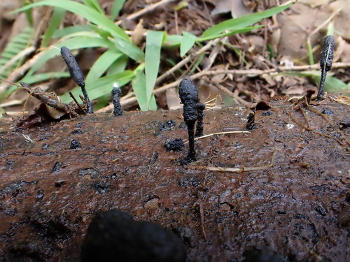 Xylaria, 2026-03-27