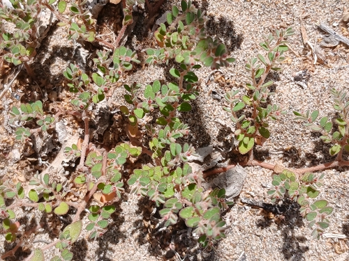 Yuma Sandmat (Euphorbia setiloba)
