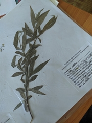 Salix acutifolia