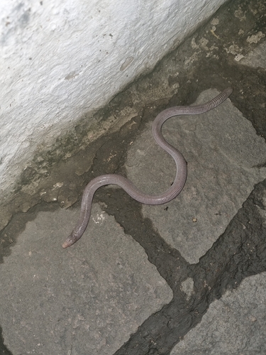 Wagler's Worm Lizard