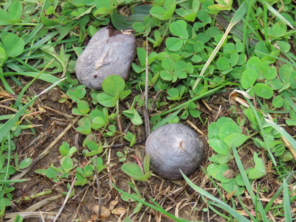 Disciseda Disciseda from Stark County, OH, USA on April 2, 2026 at 03:26 PM by ...