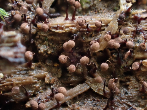 Cribraria cancellata, 2026-03-27