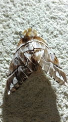 Endromis versicolora