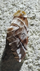 Endromis versicolora