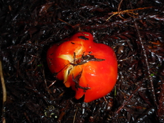 Hygrocybe splendidissima