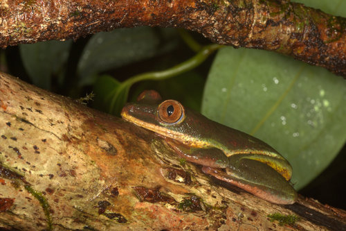 Seychelles Island Frog, Tachycnemis seychellensis