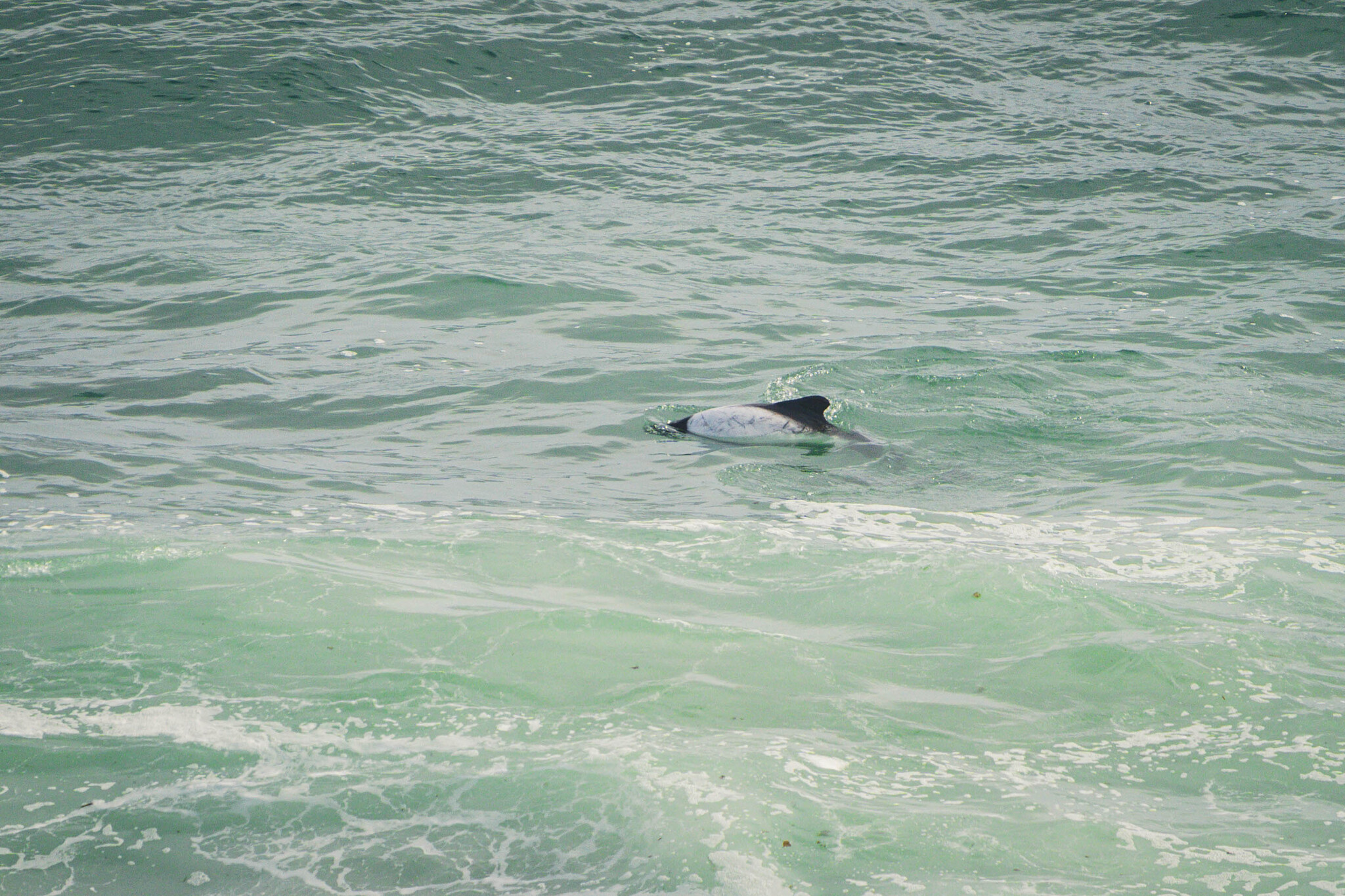 Cephalorhynchus commersonii