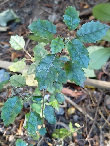 Marble leaf (Carpodetus serratus)
