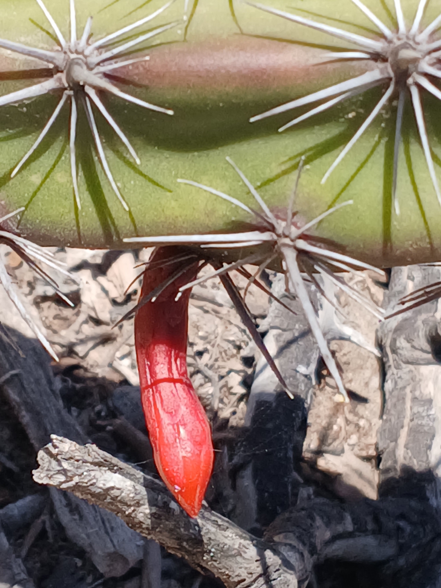 Octopus Cactus (Stenocereus alamosensis)