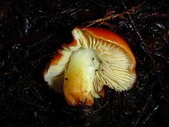 Hygrocybe splendidissima
