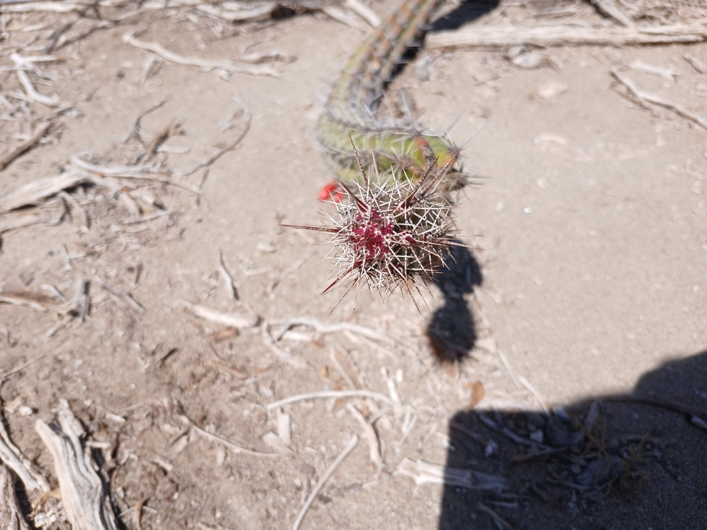 Stenocereus alamosensis; photograph (c) Rodrigo Osvaldo Borbon Vázquez, some rights reserved (CC BY)