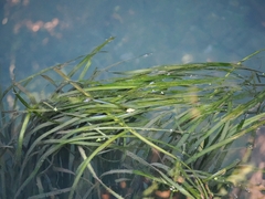 Vallisneria australis, photograph (c) Angus Campbell, some rights reserved (CC BY)