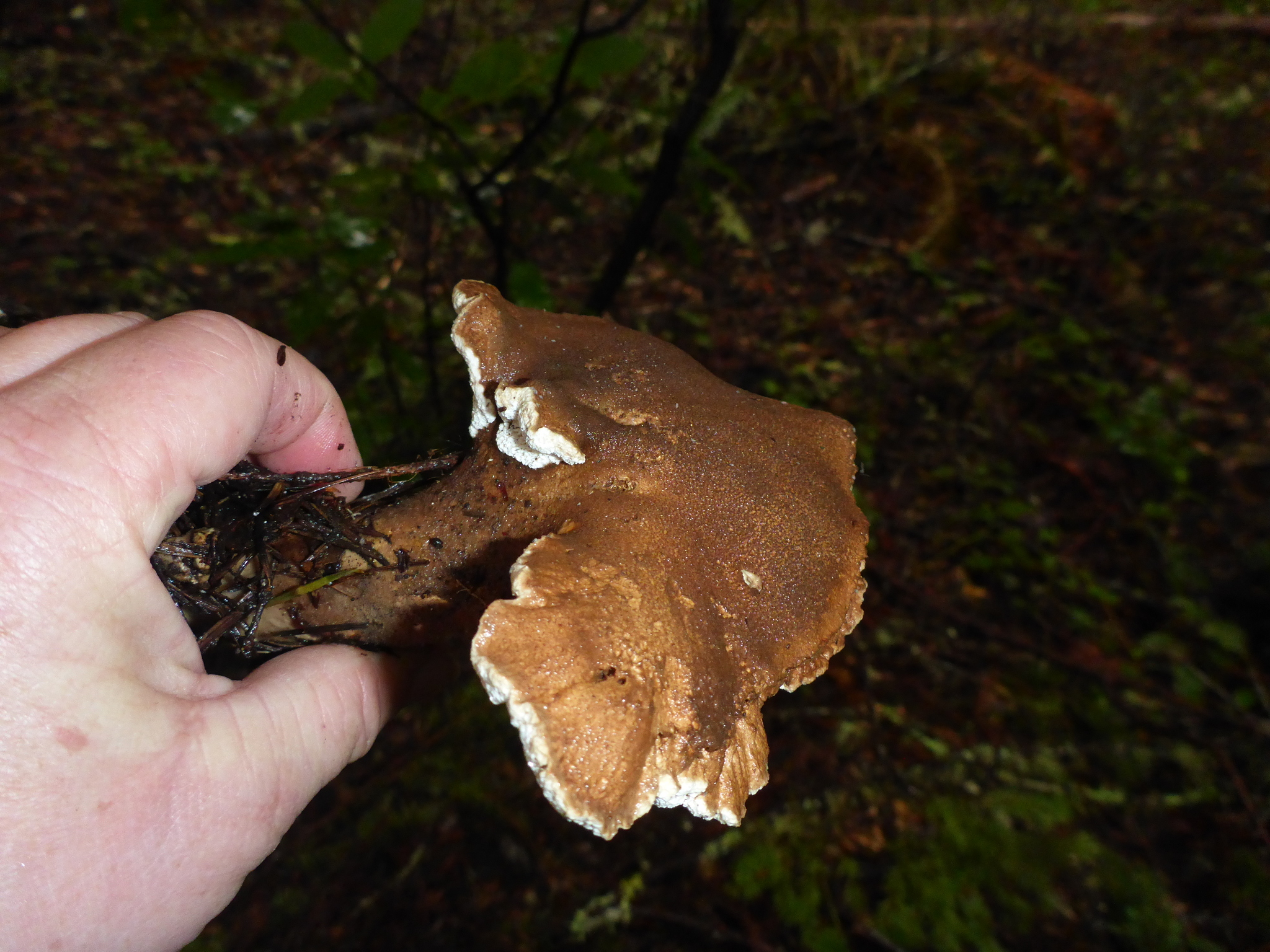 Jahnoporus hirtus image