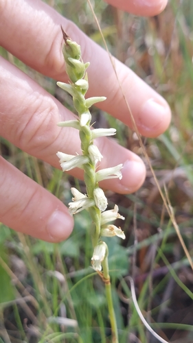 Grass-leaved Ladies' Tresses (Spiranthes praecox)