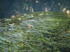 Vallisneria australis, photograph (c) Angus Campbell, some rights reserved (CC BY)