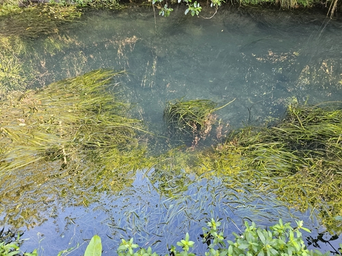 Vallisneria australis, photograph 3
