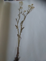 Rorippa brachycarpa