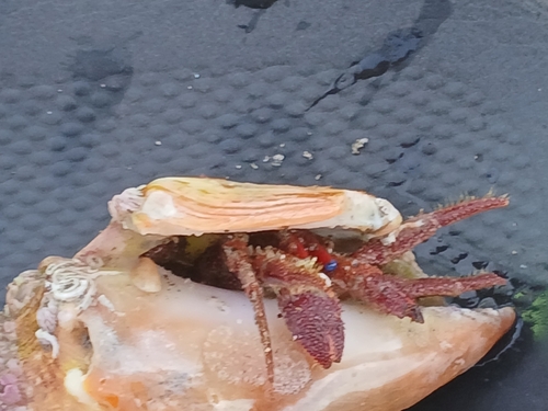 Paguristes sanguinimanus