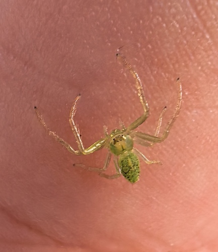 Oxytate striatipes
