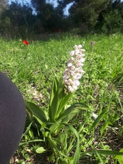 Orchis galilaea