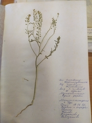 Lepidium ruderale