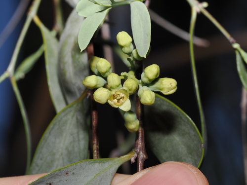 Blue Bush (Santalum lanceolatum)