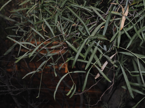 Whitewood (Atalaya hemiglauca)